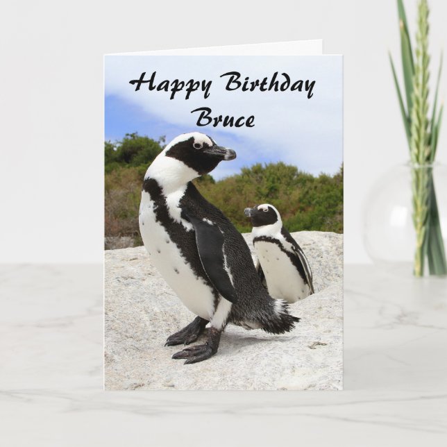 Bruce Grattis på födelsedagen African Penguins Hum Kort (Framsida)
