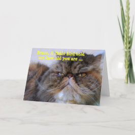 Bruce Grattis på födelsedagen Humor Calico Persian Kort