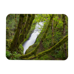 Brudslöjans fall magnet