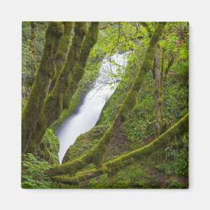 Brudslöjans fall magnet