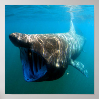 Brugd (Cetorhinus maximus) Poster