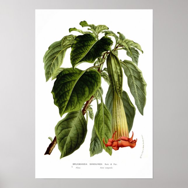 Brugmansia sanguinea poster (Framsidan)