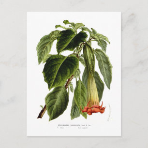 Brugmansia sanguinea vykort