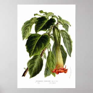 Brugmansiasanguinea (ängel trumpet) poster