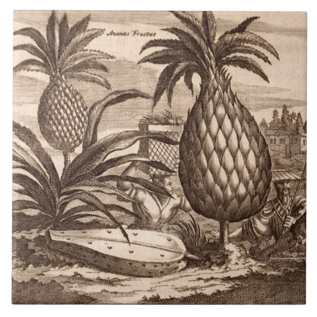 Bruka stora ananas, illustration från en desc kakelplatta (Framsidan)