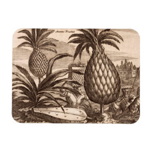 Bruka stora ananas, illustration från en desc magnet
