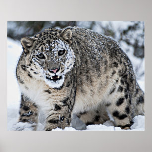 Brumma för snöLeopard Poster