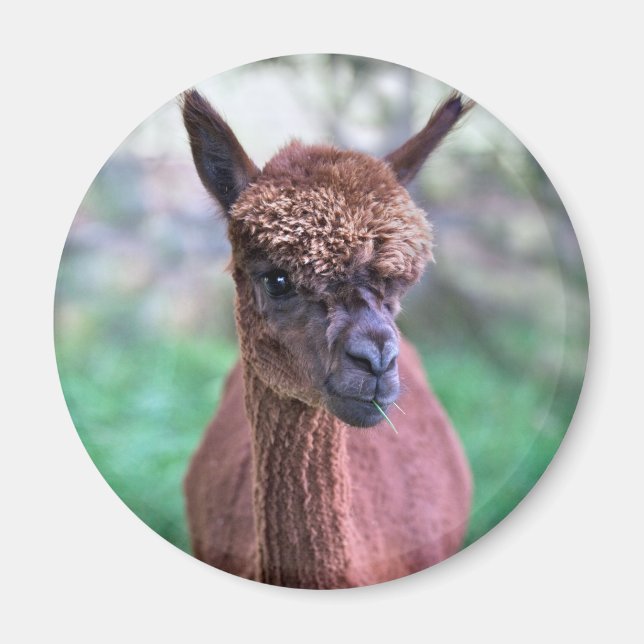 Brun Alpaca Magnet (Framsidan)