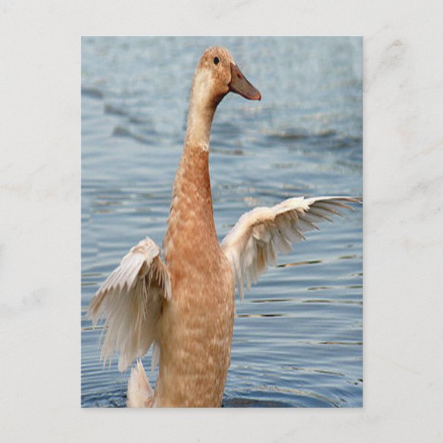 Brun anka Foto Vykort (Framsida)