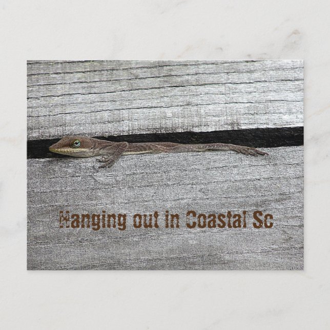 Brun Anole vykort (Framsida)