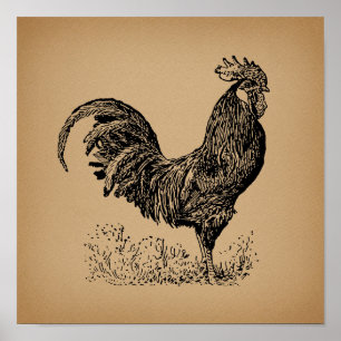 Brun antikk Tupp, illustration av kycklingkonst Poster