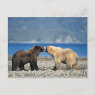 Brun björn, grizzlybjörn, lek på stranden, vykort