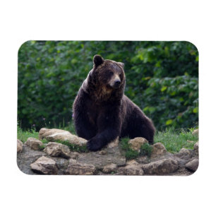 Brun björn magnet
