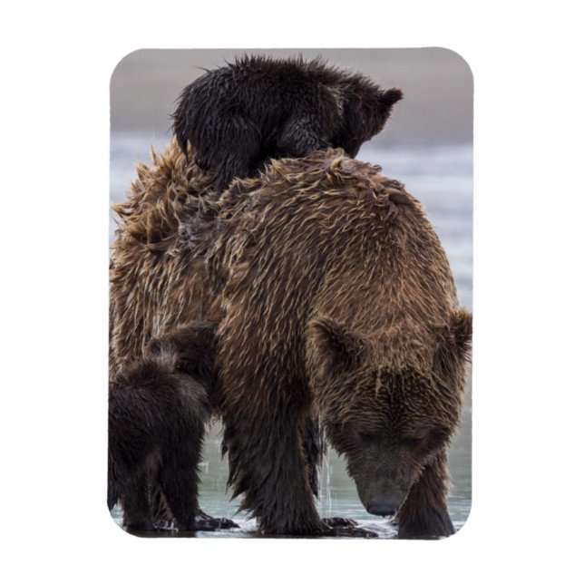 Brun björn | Sjö Clark nationalpark Magnet (Vertikal)