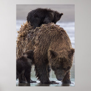 Brun björn Sjö Clark nationalpark Poster