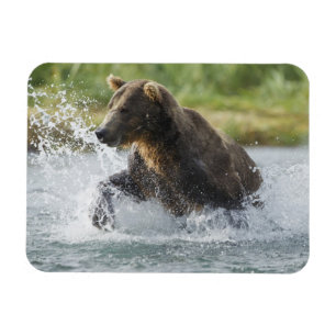 Brun björn som jagar laxen i floden magnet