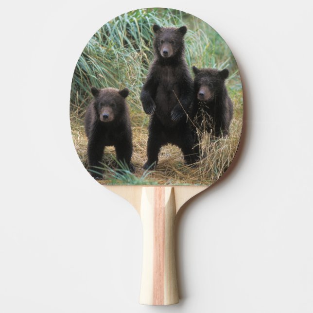 brun björn, Ursusarctos, grizzlybjörn, Ursus 7 2 Pingisracket (Framsidan)
