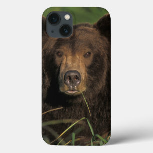 brun björn, Ursusarctos, grizzlybjörn, Ursus 9