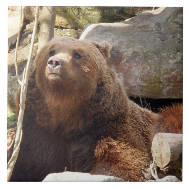 Brun björnvy keramiskt plattor kakelplatta (Framsidan)