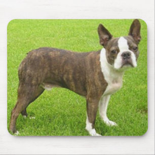 Brun Boston Terrier som står Mousepad Musmatta
