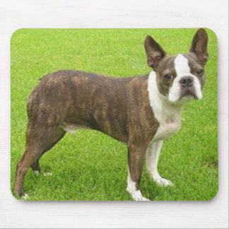 Brun Boston Terrier som står Mousepad Musmatta