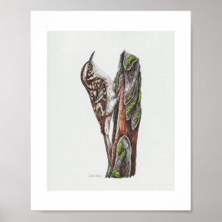 Brun Creeper Art-utskrift Poster