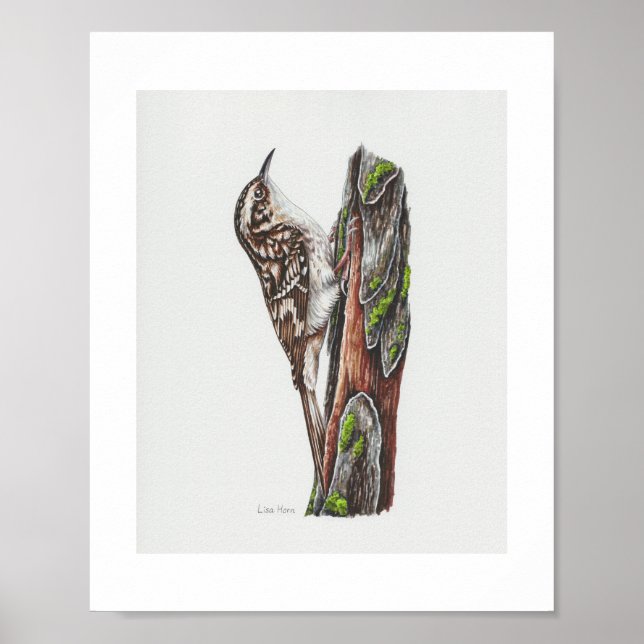 Brun Creeper Art-utskrift Poster (Framsidan)