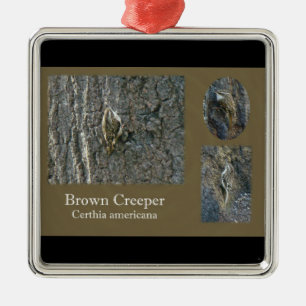 Brun Creeper Songbird-koordinationsobjekt Julgransprydnad Metall