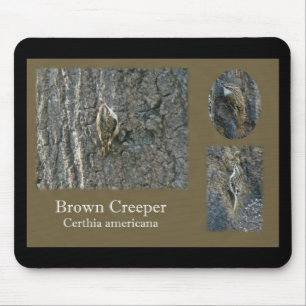 Brun Creeper Songbird-koordinationsobjekt Musmatta