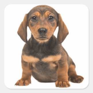 Brun Dachshund Puppy Hund Hjärta Fyrkantigt Klistermärke
