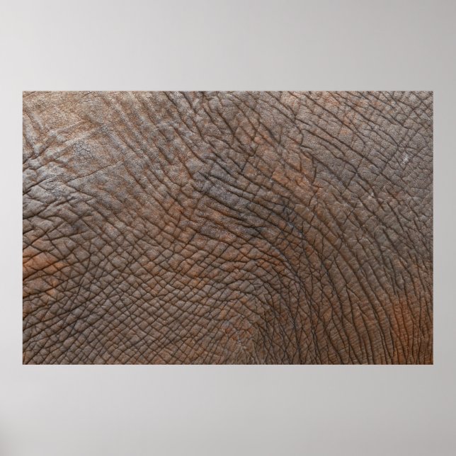 Brun elefant i nära foto poster (Framsidan)