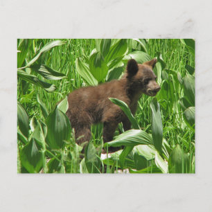 Brun Färgad Black Bear Unge, Yosemite Vykort