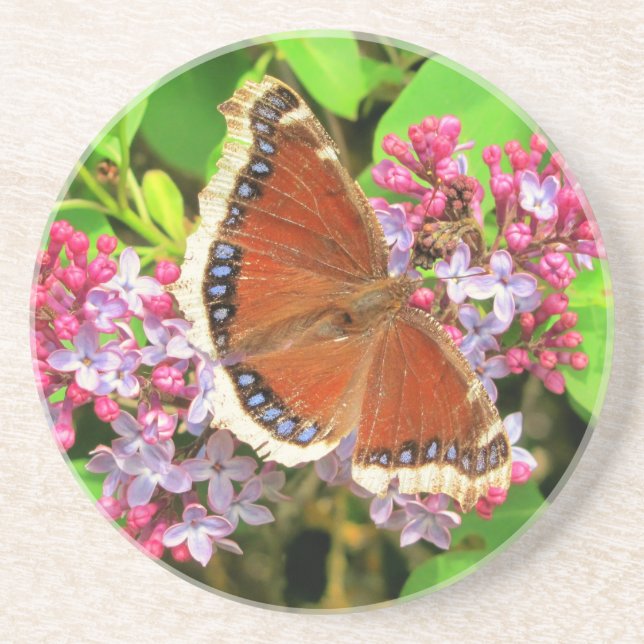 Brun fjäril med blå fläckar på Lilacs Underlägg Sandsten (Framsidan)