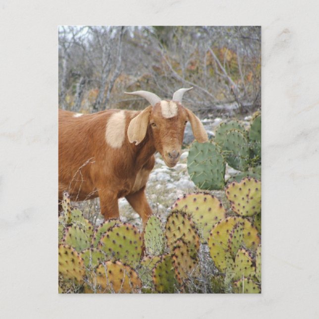 Brun fläckig get vykort (Framsida)