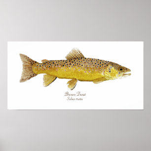 Brun forell poster