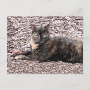 Brun fotovykort för katt vykort