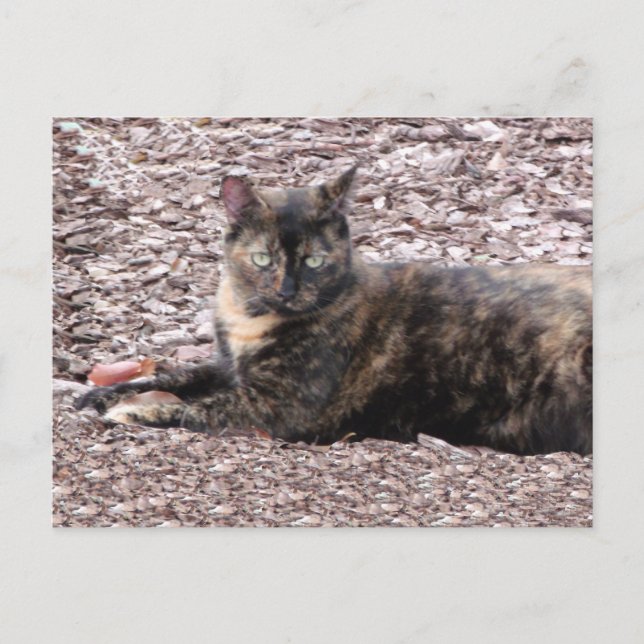 Brun fotovykort för katt vykort (Framsida)