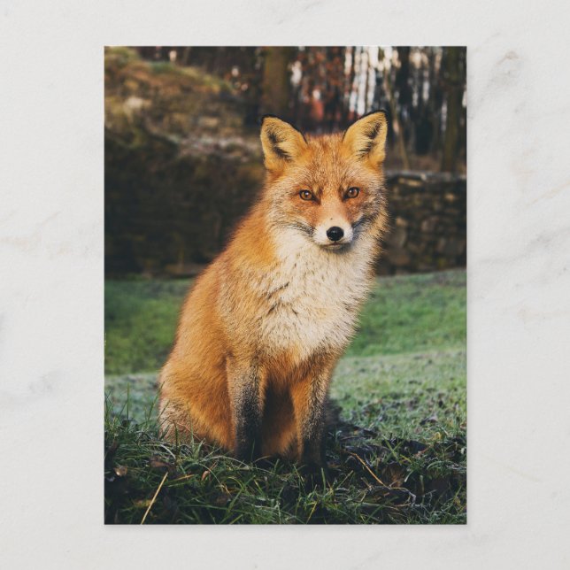Brun foxfotovykort vykort (Framsida)