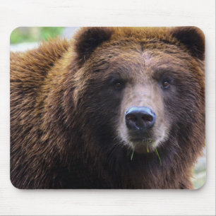 Brun Grizzlybjörn Musmatta