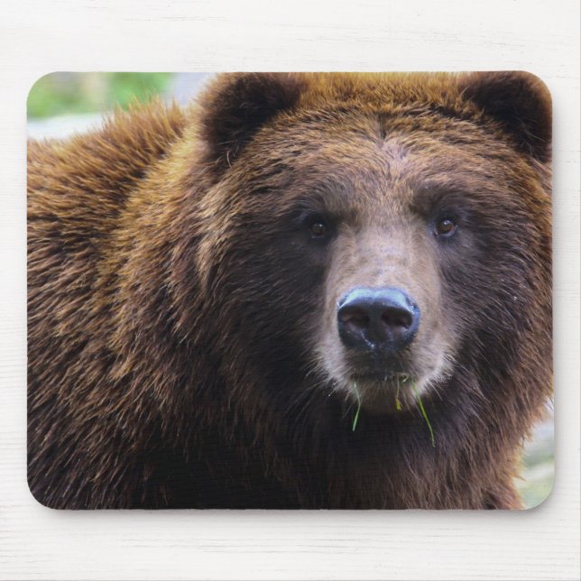 Brun Grizzlybjörn Musmatta (Framsidan)