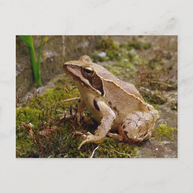 Brun groda nära vykort (Framsida)