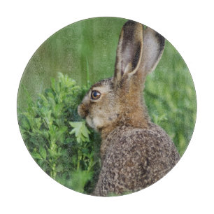 Brun hare, Lepus europaeus, ung äter,