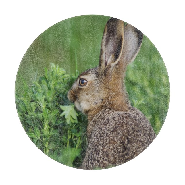Brun hare, Lepus europaeus, ung äter, (Framsidan)