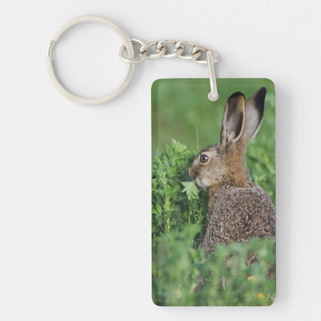 Brun hare, Lepus europaeus, ung äter, (Framsidan)