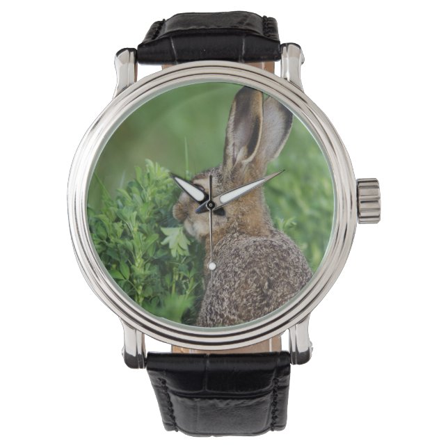 Brun hare, Lepus europaeus, ung äter, Armbandsur (Framsida)