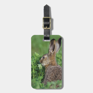 Brun hare, Lepus europaeus, ung äter, Bagagebricka