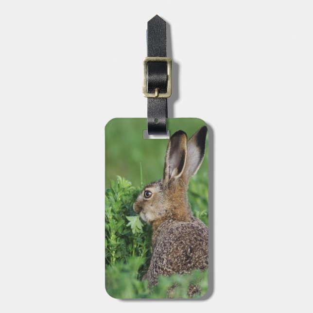 Brun hare, Lepus europaeus, ung äter, Bagagebricka (Vertikal Framsida)