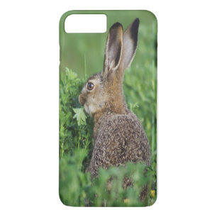 Brun hare, Lepus europaeus, ung äter,