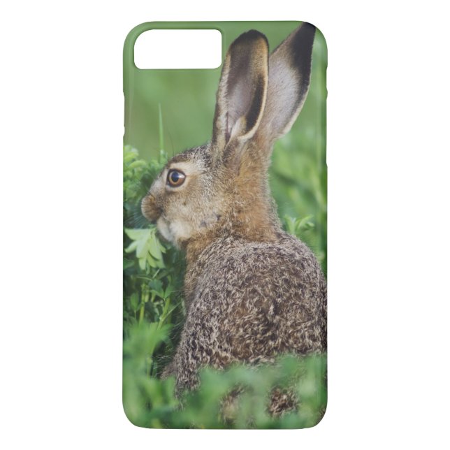 Brun hare, Lepus europaeus, ung äter, Case-Mate iPhone Skal (Baksida)