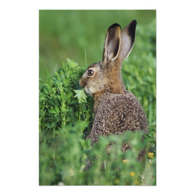 Brun hare, Lepus europaeus, ung äter, Fototryck (Framsidan)